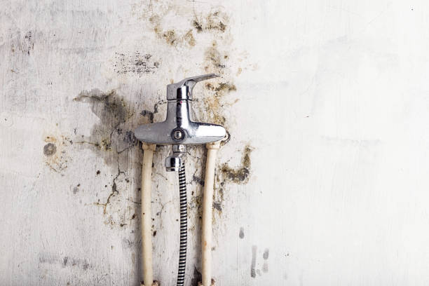 Best Black Mold Remediation in Platte, SD