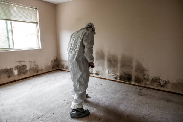 Best Mold Remediation for Specific Building Types in Platte, SD