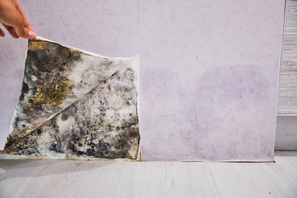 Best Bathroom Mold Remediation in Platte, SD